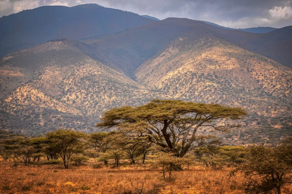 Akazienbäume in der roten Olduvai Schlucht nahe des Ngorongoro Kraters
