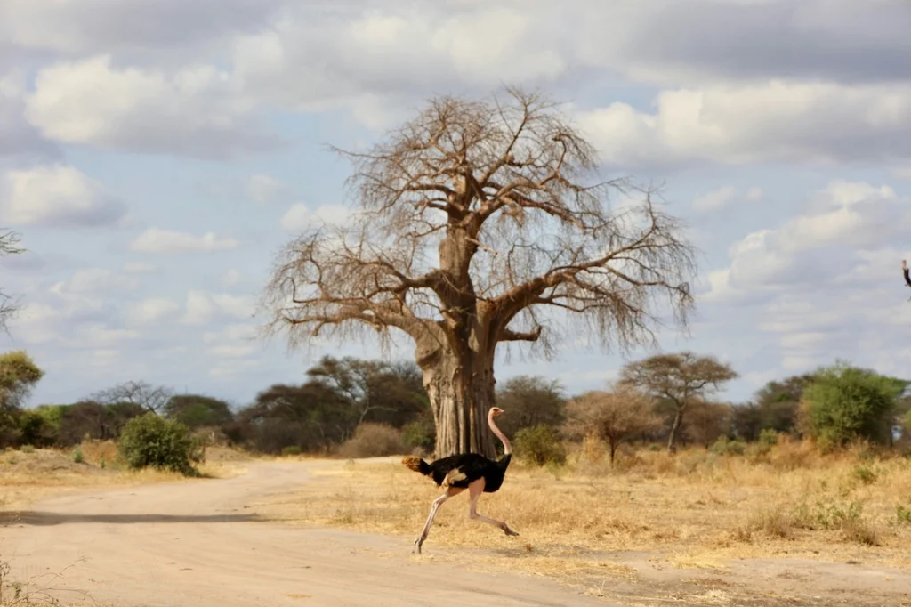 Strauß vor der Kulisse eines Baobab Baum im Tarangire Nationalpark