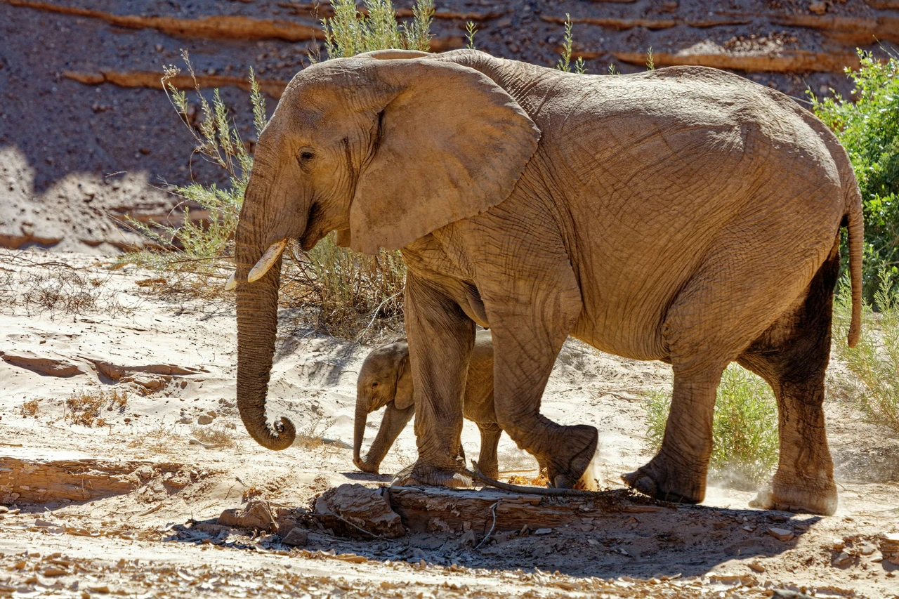 Elefanten im Hoanib Tal in der Nähe der Skelettküste in Namibia
