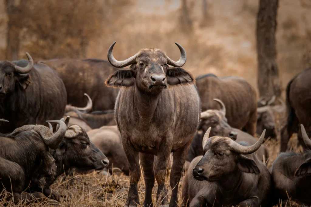 Büffelherde im Lake Manyara Nationalpark. Ein stehender Büffel schaut in die Kamera